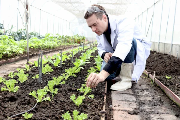 Botanist scientist man in lab coat working on experimental plant plots, male biological researcher exploring soil and plants, doing science experiment with plant in greenhouses. Agricultural Science