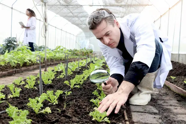 Botanist scientist man in lab coat works on experimental plant plots, male biological researcher hold magnifying glass to explore, do science experiment with plant in greenhouses. Agricultural Science