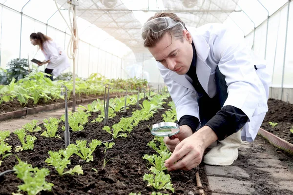 Botanist scientist man in lab coat works on experimental plant plots, male biological researcher hold magnifying glass to explore, do science experiment with plant in greenhouses. Agricultural Science