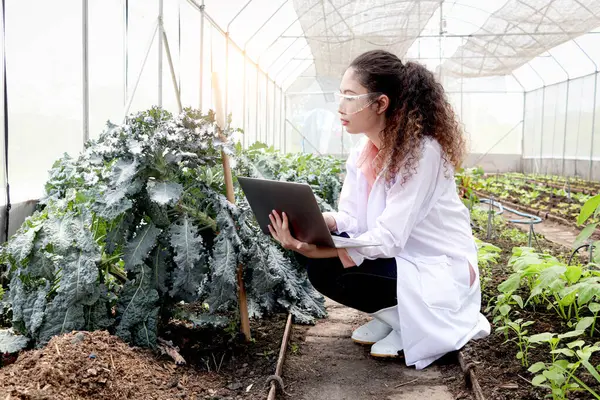 Beautiful Asian botanist scientist woman in lab coat holds laptop computer and explores plant, female biological researcher works on experimental plant plot in greenhouse. Biology Agricultural Science