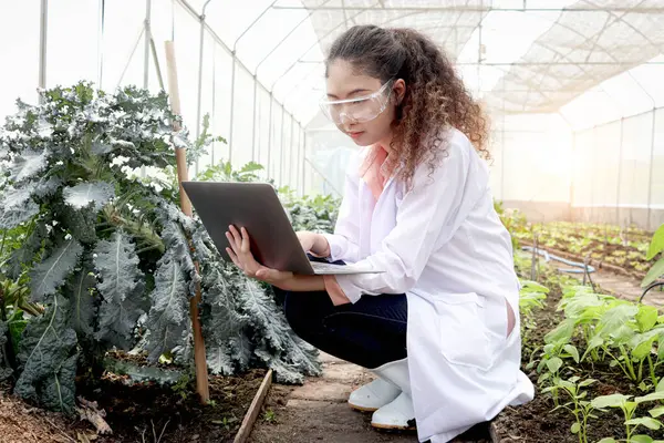 Beautiful Asian botanist scientist woman in lab coat holds laptop computer and explores plant, female biological researcher works on experimental plant plot in greenhouse. Biology Agricultural Science