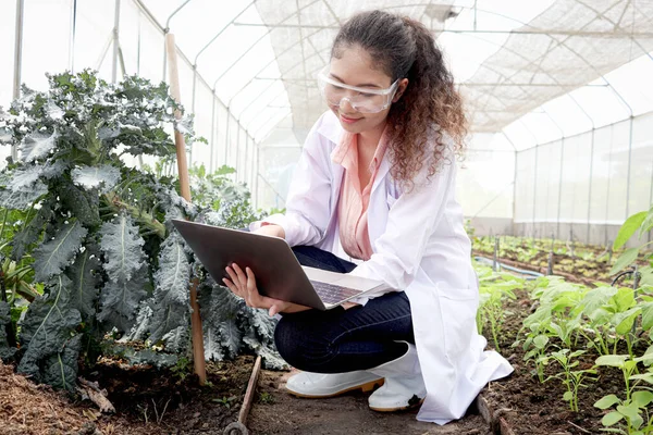 Beautiful Asian botanist scientist woman in lab coat holds laptop computer and explores plant, female biological researcher works on experimental plant plot in greenhouse. Biology Agricultural Science