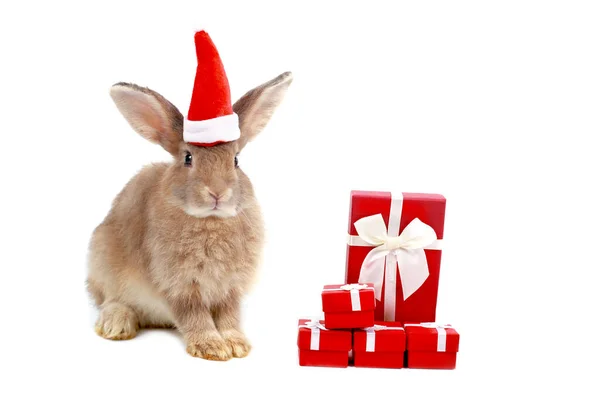 Adorable Fluffy Brown Rabbit Red Christmas Gift Box Present White — Stock Photo, Image