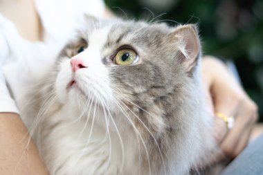 Şirin beyaz İran kedisi sahibinin kucağında rahatça oturuyor mutlu tüylü evcil hayvan sahibinin şefkatle ve sevgiyle kucaklanıyor. Evde bir kadınla sevimli, uzun saçlı kedicik..