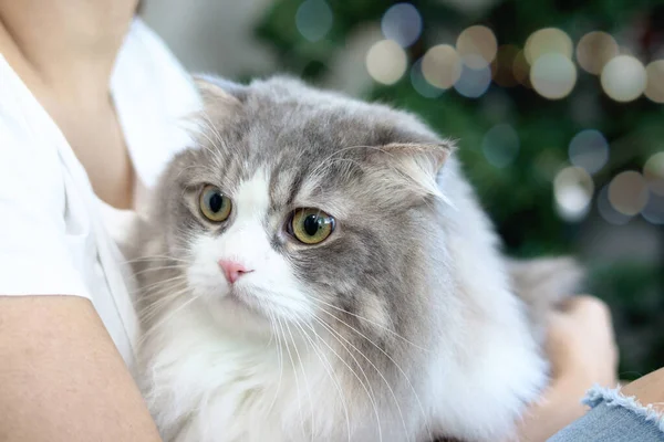 Симпатична Біло Сіра Перська Кішка Комфортно Сидить Руках Власника Щаслива — стокове фото