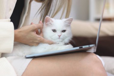 Şirin beyaz İran kedisi dizüstü bilgisayarda oturuyor, ev sahibi kadın mutlu tüylü evcil hayvanıyla bilgisayar başında çalışıyor, kız çalışırken sevimli uzun saçlı kediciğine nazikçe dokunuyor ve oynuyor..