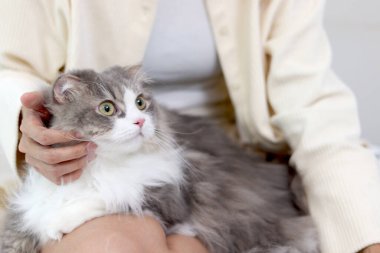 Şirin beyaz İran kedisi, sahibinin kucak ellerinde rahatça oturuyor, mutlu tüylü evcil hayvan, sahibinin sevgisine nazikçe dokunuyor. Sevimli, uzun saçlı kedicik. Kadın sahibi evde dinleniyor..