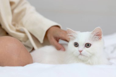 Şirin beyaz İran kedisi rahat bir şekilde yatakta uzanıyor, mutlu tüylü evcil hayvan yatak odasındaki sahibinin sevgisine nazikçe dokunuyor. Sevimli, uzun saçlı kedicik. Kadın sahibi evde dinleniyor..