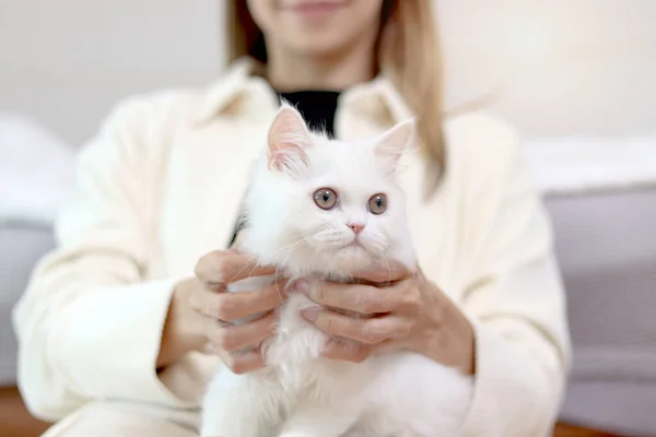 Cute white Persian cat in owner hand, woman holding adorable long hair kitty and showing to camera while sitting on sofa in living room. Happy fluffy comfortably pet with owner at home.