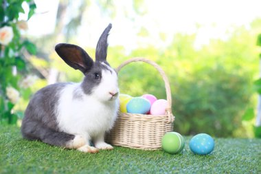 Şirin pofuduk beyaz, siyah benekli tavşan uzun kulaklı, çiçek bahçesinde renkli paskalya yumurtası sepeti olan, paskalya yumurtalı yeşil çimlerde yaşayan tavşan. Mutlu bahar kutlaması bayramı festivali.