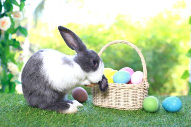 Şirin pofuduk beyaz, siyah benekli tavşan uzun kulaklı, çiçek bahçesinde renkli paskalya yumurtası sepeti olan, paskalya yumurtalı yeşil çimlerde yaşayan tavşan. Mutlu bahar kutlaması bayramı festivali.