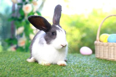 Şirin pofuduk beyaz, siyah benekli tavşan uzun kulaklı, çiçek bahçesinde renkli paskalya yumurtası sepeti olan, paskalya yumurtalı yeşil çimlerde yaşayan tavşan. Mutlu bahar kutlaması bayramı festivali.