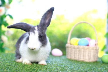 Şirin pofuduk beyaz, siyah benekli tavşan uzun kulaklı, çiçek bahçesinde renkli paskalya yumurtası sepeti olan, paskalya yumurtalı yeşil çimlerde yaşayan tavşan. Mutlu bahar kutlaması bayramı festivali.