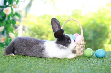Şirin pofuduk beyaz, siyah benekli tavşan uzun kulaklı, çiçek bahçesinde renkli paskalya yumurtası sepeti olan, paskalya yumurtasıyla yeşil çimlerin üzerinde uzanan tavşan. Mutlu bahar kutlamaları..
