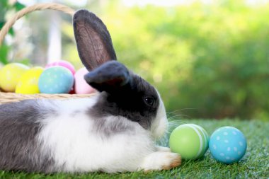 Şirin pofuduk beyaz, siyah benekli tavşan uzun kulaklı, çiçek bahçesinde renkli paskalya yumurtası sepeti olan, paskalya yumurtasıyla yeşil çimlerin üzerinde uzanan tavşan. Mutlu bahar kutlamaları..