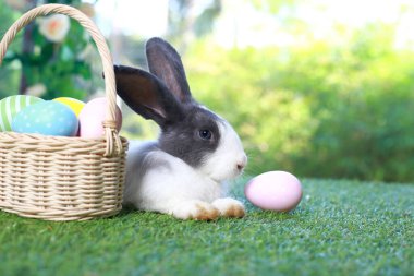 Şirin pofuduk beyaz, siyah benekli tavşan uzun kulaklı, çiçek bahçesinde renkli paskalya yumurtası sepeti olan, paskalya yumurtasıyla yeşil çimlerin üzerinde uzanan tavşan. Mutlu bahar kutlamaları..