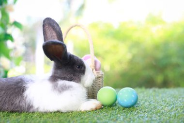 Şirin pofuduk beyaz, siyah benekli tavşan uzun kulaklı, çiçek bahçesinde renkli paskalya yumurtası sepeti olan, paskalya yumurtasıyla yeşil çimlerin üzerinde uzanan tavşan. Mutlu bahar kutlamaları..