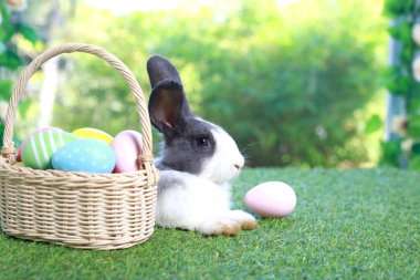 Şirin pofuduk beyaz, siyah benekli tavşan uzun kulaklı, çiçek bahçesinde renkli paskalya yumurtası sepeti olan, paskalya yumurtasıyla yeşil çimlerin üzerinde uzanan tavşan. Mutlu bahar kutlamaları..