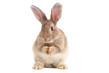 Arka ayakları üzerinde duran sevimli tüylü kahverengi tavşan beyaz arka planda izole edilmiş, sevimli mutlu tavşan evcil hayvan portresi..