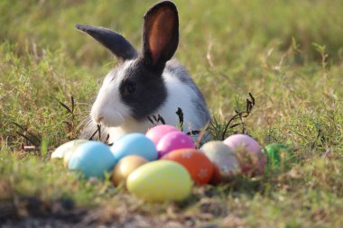 Mutlu, siyah tüylü Esther tavşanı yeşil çimlerin üzerinde oturuyor. Renkli Esther yumurtaları, uzun kulaklı tavşan vahşi çayır hayvanında. Arka bahçede sevimli hayvan, bahar tatilinde kalibrasyon.