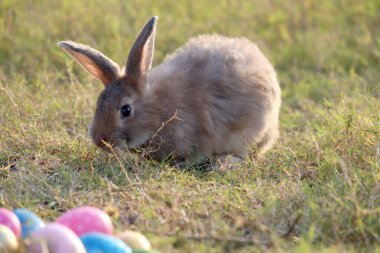 Yeşil çimlerin üzerinde oturan gri tüylü Esther tavşanı. Renkli Esther yumurtaları, uzun kulaklı tavşan. Arka bahçede sevimli bir hayvan..