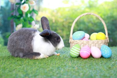 Uzun kulaklı, siyah benekli tavşan ve çiçek bahçesinde renkli paskalya yumurtası sepeti, paskalya yumurtasıyla yeşil çimlerde oturan tavşan hayvan. Mutlu bahar kutlamaları..