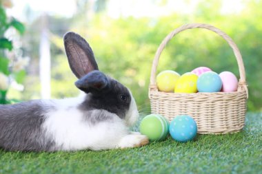 Uzun kulaklı siyah benekli tavşan ve çiçek bahçesinde renkli paskalya yumurtası sepeti, paskalya yumurtasıyla yeşil çimlerin üzerinde uzanan tavşan hayvanı. Mutlu bahar kutlamaları..
