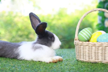 Uzun kulaklı siyah benekli tavşan ve çiçek bahçesinde renkli paskalya yumurtası sepeti, paskalya yumurtasıyla yeşil çimlerin üzerinde uzanan tavşan hayvanı. Mutlu bahar kutlamaları..