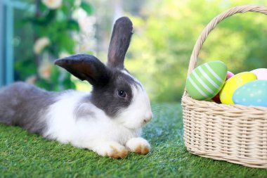 Uzun kulaklı siyah benekli tavşan ve çiçek bahçesinde renkli paskalya yumurtası sepeti, paskalya yumurtasıyla yeşil çimlerin üzerinde uzanan tavşan hayvanı. Mutlu bahar kutlamaları..