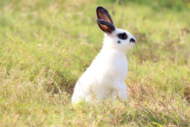 Mutlu beyaz, siyah benekli tüylü tavşan yeşil çimen arka planda iki arka ayakları üzerinde duruyor. Uzun kulaklı tavşan vahşi çayırlarda duruyor. Baharda sevimli hayvan..