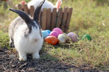 Mutlu beyaz tüylü tüylü Esther tavşanı yeşil çimlerin üzerinde oturuyor Esther yumurtaları renkli, uzun kulaklı tavşan vahşi çayırlarda, sevimli hayvan arka bahçede, kalibrasyon ilkbahar zamanı