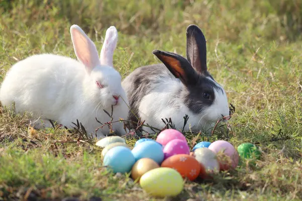 Two happy fluffy white rabbit bunnies on green grass nature background with colorful Esther eggs, long ears rabbit in wild meadow. Cute pet animal in backyard, calibration holiday springtime.