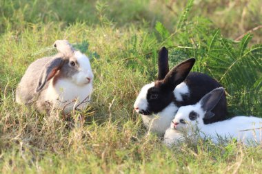 Yeşil çimen arka planında üç sevimli tüylü tavşan grubu, vahşi çayırlarda uzun kulaklı tavşan ailesi, arka bahçede sevimli bir hayvan.