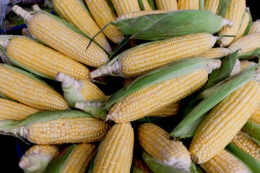 Hasattan sonra bir yığın taze mısır, koçandaki olgun mısır taneleri ve kısmen yeşil kabuklarla kaplı. Pazarda satılmak üzere çiftliklerden taze tarım ürünleri.
