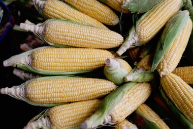 Hasattan sonra bir yığın taze mısır, koçandaki olgun mısır taneleri ve kısmen yeşil kabuklarla kaplı. Pazarda satılmak üzere çiftliklerden taze tarım ürünleri.