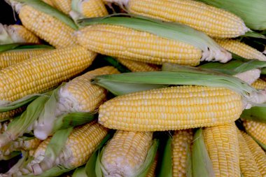 Hasattan sonra bir yığın taze mısır, koçandaki olgun mısır taneleri ve kısmen yeşil kabuklarla kaplı. Pazarda satılmak üzere çiftliklerden taze tarım ürünleri.