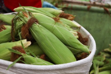 Hasattan sonra koçanlarda taze taze mısır, yeşil kabuklarla kaplı taze çiğ mısır. Pazarda satılmak üzere tarımsal ürünler topluyorum..