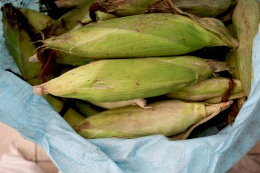 Hasattan sonra koçanlarda taze taze mısır, yeşil kabuklarla kaplı taze çiğ mısır. Pazarda satılmak üzere tarımsal ürünler topluyorum..