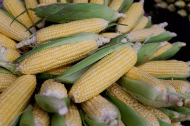 Hasattan sonra bir yığın taze mısır, koçandaki olgun mısır taneleri ve kısmen yeşil kabuklarla kaplı. Pazarda satılmak üzere çiftliklerden taze tarım ürünleri.