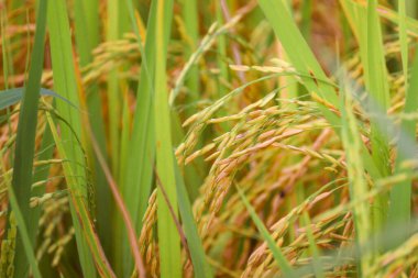Güzel altın pirinç tarlası, sarı olgun pirinç kulakları hasat için hazır kırsal kesimdeki tarlada çeltik tohumları.