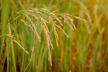 Güzel altın pirinç tarlası, sarı olgun pirinç kulakları hasat için hazır kırsal kesimdeki tarlada çeltik tohumları.