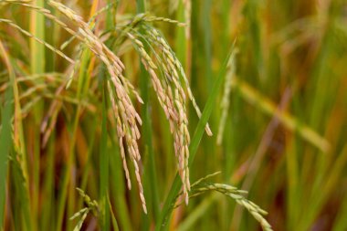 Güzel altın pirinç tarlası, sarı olgun pirinç kulakları hasat için hazır kırsal kesimdeki tarlada çeltik tohumları.