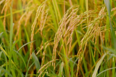 Güzel altın pirinç tarlası, sarı olgun pirinç kulakları hasat için hazır kırsal kesimdeki tarlada çeltik tohumları.
