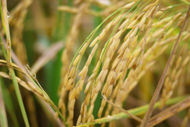 Güzel altın pirinç tarlası, sarı olgun pirinç kulakları hasat için hazır kırsal kesimdeki tarlada çeltik tohumları.