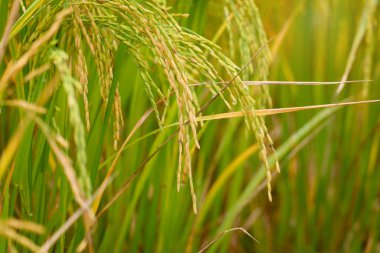 Güzel altın pirinç tarlası, sarı olgun pirinç kulakları hasat için hazır kırsal kesimdeki tarlada çeltik tohumları.