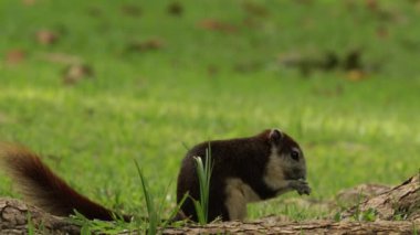 Yeşil yaz bahçesindeki şirin gri sincap. Güneşli bir günde, baharda halk parkında küçük bir hayvan..