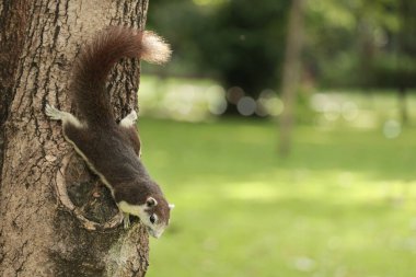 Yeşil yaz bahçesindeki sevimli kahverengi sincap. Güneşli bir günde parktaki küçük vahşi hayvan. Arka bahçedeki ağaçtaki sincap..