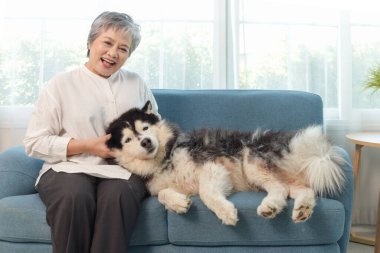 Mutlu Asyalı yaşlı kadın kanepeye oturup Sibirya Husky köpeği ile oynuyor ve oturma odasında emekliliğin tadını çıkarıyor. Neşeli olgun yaşlı kadın evdeki kanepede evcil köpeğiyle vakit geçiriyor..