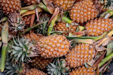 Asya yerel pazarında birçok olgun ananas satılıyor. Tropik tatlı lezzetli meyve