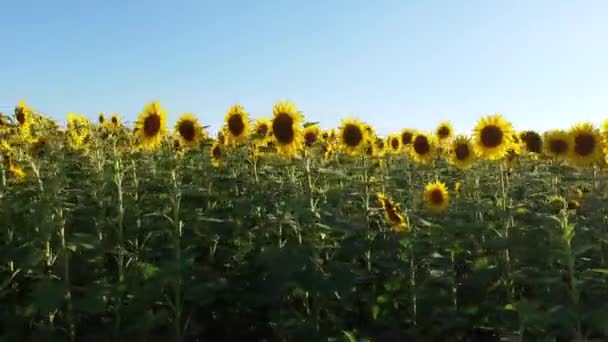 Shooting Sunflower Field Clear Day Blue Sky Rows Sunflowers Frame — Vídeo de stock